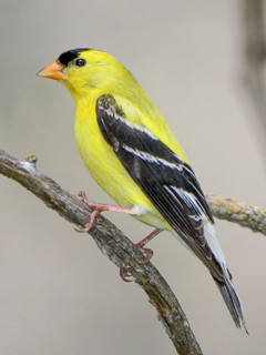 Spinus tristis, American Goldfinch