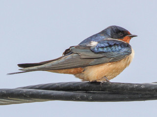 Hirundo rustica, Barn Swallow