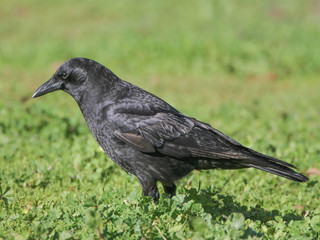 Corvus brachyrhynchos, American Crow