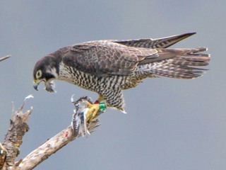 Falco peregrinus, Peregrine Falcon