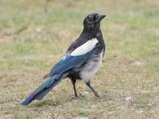 Pica pica, Eurasian or Common Magpie