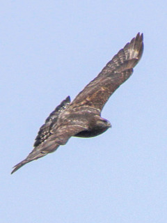 Buteo lagopus, Rough-legged Hawk