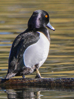 Aythya collaris, Ring-necked Duck