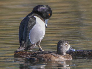 Aythya collaris, Ring-necked Duck