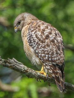 Buteo lineatus, Red-shouldered Hawk