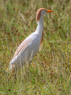 Bubulcus ibis, Cattle Egret
