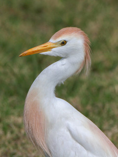 Bubulcus ibis, Cattle Egret