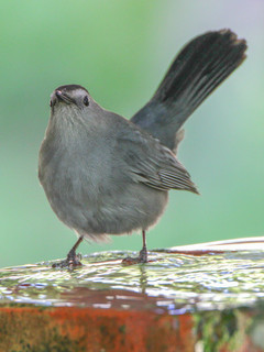 Dumetella carolinensis, Gray Catbird