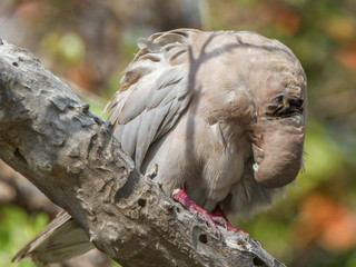 Streptopelia decaocto, Eurasian Collared-dove