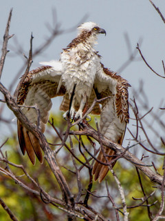Pandion haliaetus, Osprey