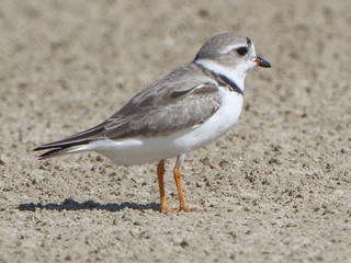 Charadrius melodus, Piping Plover