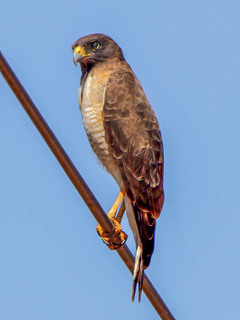 Buteo magnirostris, Roadside Hawk