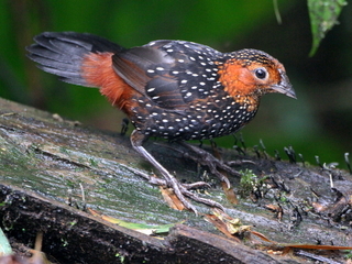 Acropternis orthonyx, Ocellated Tapaculo