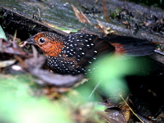 Acropternis orthonyx, Ocellated Tapaculo