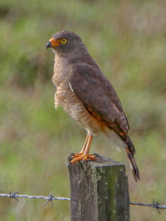 Buteo magnirostris, Roadside Hawk