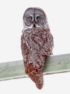 Strix nebulosa, Great Gray Owl