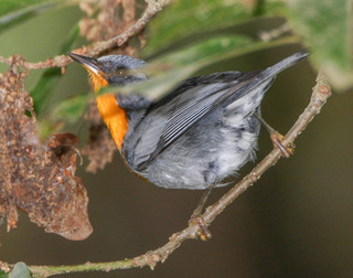 Oreothlypis gutturalis, Flame-throated Warbler