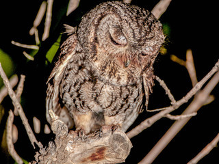 Otus kennicottii, Western Screech-Owl
