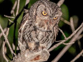Otus kennicottii, Western Screech-Owl