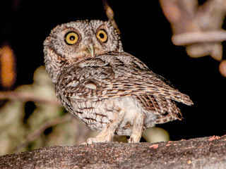 Otus trichopsis, Whiskered Screech-Owl