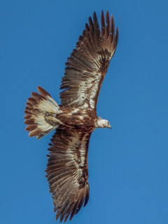 Aquila chrysaetos, Golden Eagle