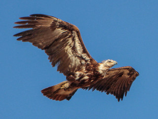 Aquila chrysaetos, Golden Eagle