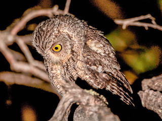 Otus trichopsis, Whiskered Screech-Owl