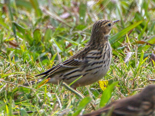 Anthus cervinus, Red-throated Pipit
