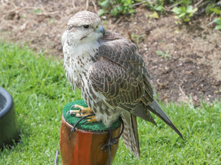 Falco biarmicus, Lanner Falcon
