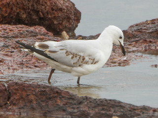 Chroicocephalus novaehollandiae, Silver Gull