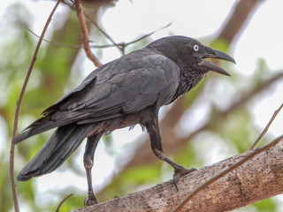 Corvus orru, Torresian Crow