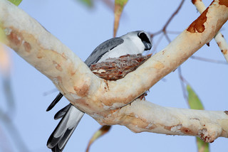 Coracina papuensis, White-bellied Cuckoo-shrike