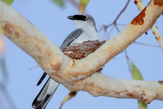 Coracina papuensis, White-bellied Cuckoo-shrike