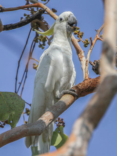 Cacatua galerita, Sulphur-crested Cocoatoo