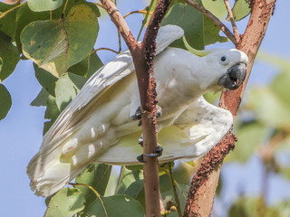 Cacatua galerita, Sulphur-crested Cocoatoo