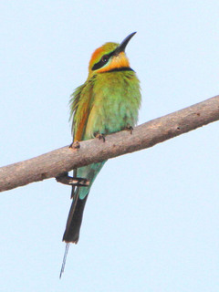 Merops ornatus, Rainbow Bee-eater