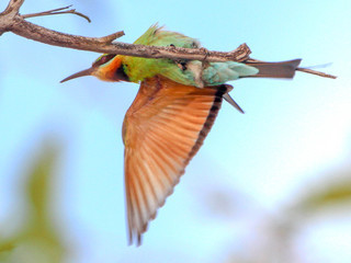 Merops ornatus, Rainbow Bee-eater