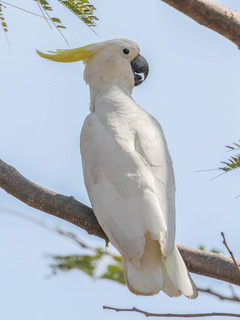Cacatua galerita, Sulphur-crested Cockatoo