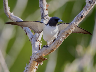 Artamus leucorynchus, White-breasted Woodswallow