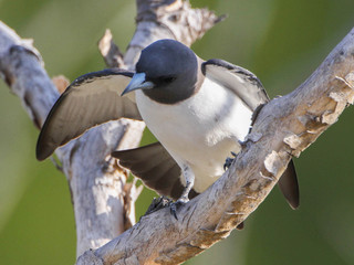 Artamus leucorynchus, White-breasted Woodswallow