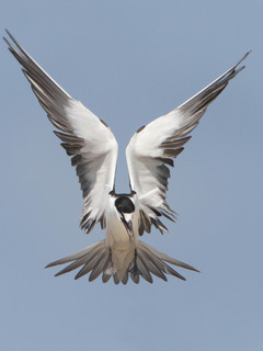 Sterna fuscata, Sooty Tern