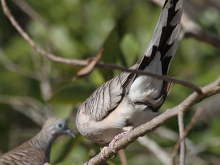 Geopelia striata, Peaceful Dove