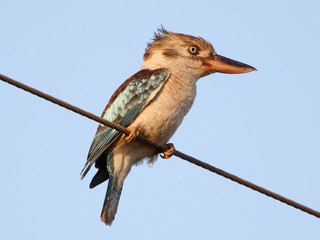 Dacelo leachii, Blue-winged Kookaburra