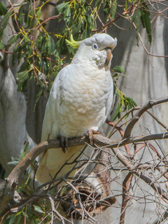 Cacatua galerita, Sulphur-crested Cockatoo