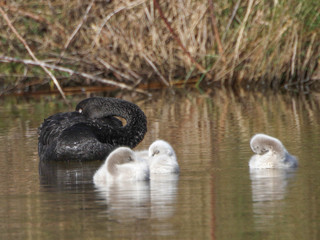 Cygnus atratus, Black Swan