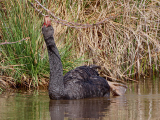 Cygnus atratus Black Swan