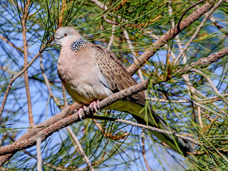 Streptopelia chinensis, Spotted Dove