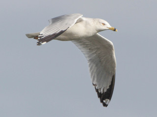 Larus delawarensis, Ring-billed gull
