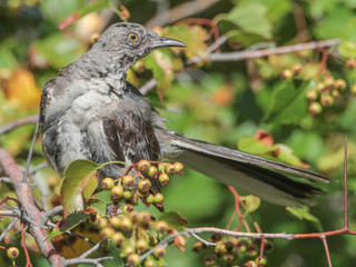 Mimus polyglottos, Northern Mockingbird