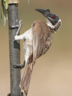 Philemon argenticeps, Silver-crowned Friarbird